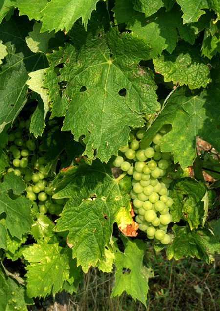 Grapes in the Vines